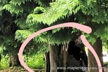 Racist graffiti discovered in Maple Ridge park - Maple Ridge News