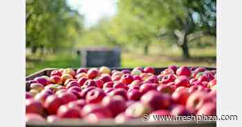 Good Honeycrisp year for Ontario apples in 2022-2023 - FreshPlaza.com
