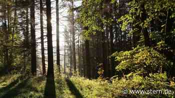 Forst: Online-Bodenfeuchteampel für Ist-Zustand von Sachsens Wald - STERN.de