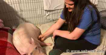 'He's like family': Amherst area raising money to buy Kevin Bacon — the pig — a wheelchair - Saltwire