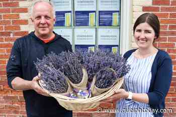 New Terre Bleu brings lavender farming to Elora - GuelphToday