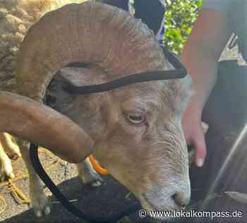 Einfangen eines Schafbocks auf der Autobahn 2 - Marl - www.lokalkompass.de