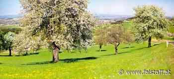 »Most wanted« in Blau-Gelb: Falstaff Most Trophy 2022