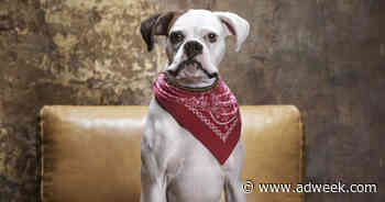 Fetch by The Dodo Targets ‘Love-Struck Pet Parents’ for Insurance Brand Rollout