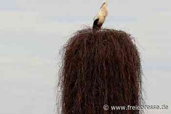Wo der niedrigste Storchen-Brutplatz liegt - freiepresse.de