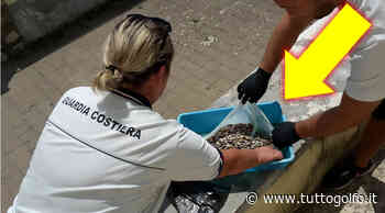 Gaeta, Formia e Minturno: il risultato dei controlli dei Militari del Mare » Tuttogolfo - Tutto Golfo