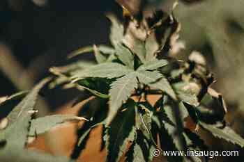 Hamilton-Niagara RCMP seize $24 million worth of cannabis plants in drug trafficking and money laundering bust | inTheHammer - insauga.com