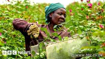 How flowers are 'put to sleep' for long sea voyages