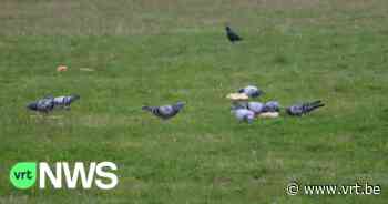 Aalst roept inwoners op om wilde duiven, eenden en katten niet meer te voederen - VRT NWS