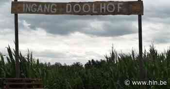 Duizenden bezoekers verwacht voor maisdoolhof van Landelijke Gilde Ten-Aard - Het Laatste Nieuws