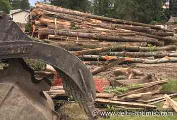 Delta council laments increasing tree clear cutting - Delta Optimist