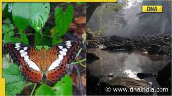 DNA Explainer: Why Aarey forest matters and why is it known as 'Lung of Mumbai' - DNA India