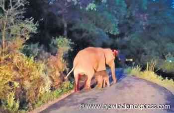 Guarded by herd, wild jumbo gives birth on forest road in Kerala - The New Indian Express