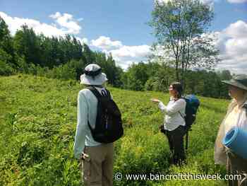 Take a hike with a Forest Therapy guide in North Hastings - Bancroft This Week
