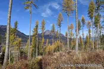 800-acre lot goes up for sale next to Fernie – The Free Press - The Free Press