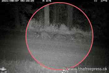 Masked bandits caught on camera: Raccoons spotted in Fernie – The Free Press - The Free Press
