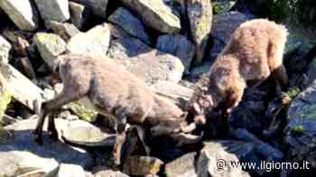 Lecco, gli animali selvatici hanno sete: gli stambecchi litigano per l'acqua - IL GIORNO