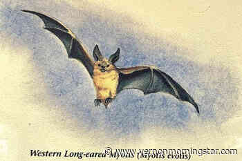 Some Okanagan bats can eat 600 mosquitoes an hour – Vernon Morning Star - Vernon Morning Star