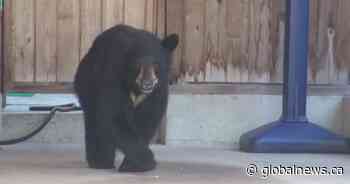 Vernon among B.C.’s ‘deadliest communities’ for black bears - Global News
