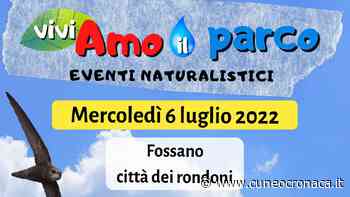 FOSSANO/ Lipu, una serata con gli esperti per osservare i rondoni in piazza Castello - Cuneocronaca.it - Cuneocronaca.it