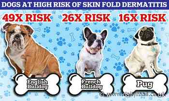 Vets warn flat-faced dogs are now up to 50 TIMES more likely to suffer painful skin conditions 
