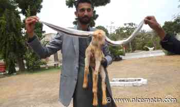 Un chevreau aux très longues oreilles enflamme les réseaux sociaux au Pakistan