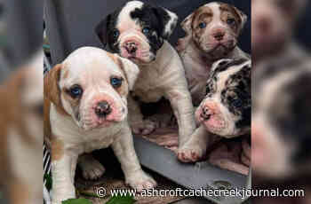 BC woman pleads for return of puppies stolen from deceased sister – Ashcroft Cache Creek Journal - Ashcroft Cache Creek Journal