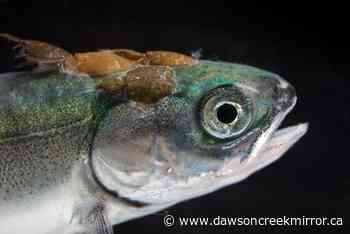 Will new rules keep wild salmon safe from disease? - Dawson Creek Mirror