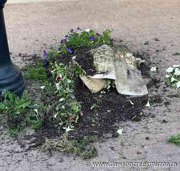 City flower baskets vandalized - Dawson Creek Mirror