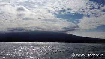 Scoperta una testuggine considerata estinta da più di cento anni - LifeGate