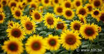 Zonnebloempitwedstrijd maakt kinderen warm voor de natuur | Dessel | hln.be - Het Laatste Nieuws