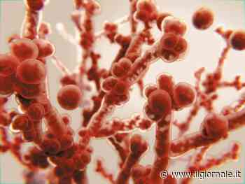 Fungo "killer" si diffonde con l'aumento delle temperature: di cosa si tratta