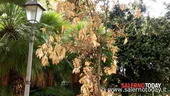 Agropoli, al via la rimozione delle alberature pericolose: c'è l'ordinanza - SalernoToday