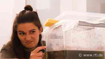 Moskito-Gadgets im Test: Was hält Mücken wirklich fern? - RTL Online