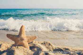 Morning Start: Starfish don't have blood – Kelowna Capital News - Kelowna Capital News