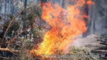 Nach einem Feuer im Wald ermittelt jetzt die Polizei