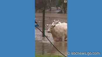 WATCH:  Farm animals rescued from floodwaters in Australia