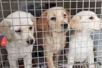 One of three puppies found dumped in Renfrew street dies - TheGazette.co.uk