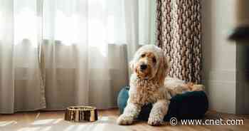 4 Ways to Get Your Pet to Sleep in Their Own Bed     - CNET