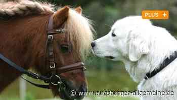 Aichach/Augsburg: Gericht: Tierhalter aus Aichach müssen Hunde von Ponys trennen | Aichacher Nachrichten - Augsburger Allgemeine