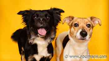 Lost and Found?: Miami-Dade County Urges Community to Prevent Overcrowded Shelters