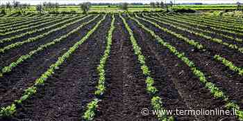 Agricoltura, sostegno alle attività di informazione alle aziende - Termoli Online