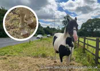 Concerns raised over neglected horse chained by A59