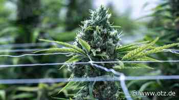 Cannabis-Arzneimittel vor allem gegen Schmerzen im Einsatz - Ostthüringer Zeitung