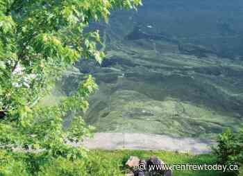 Suspected blue-green algae bloom found on Muskrat Lake in Cobden - renfrewtoday.ca