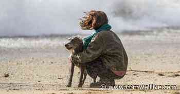 Cornwall beaches which are open to dogs all year round - Cornwall Live