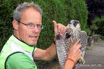 Münsteraner rettet verletzten Falken
