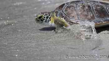 ‘Trauma Center for Sea Turtles' Opens at Zoo Miami