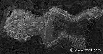 'Sex Death Trap' Killed Hundreds of Frogs 45 Million Years Ago     - CNET