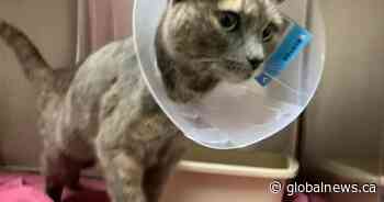 B.C. cat travels 100 km from family before microchip, stranger’s help results in happy reunion